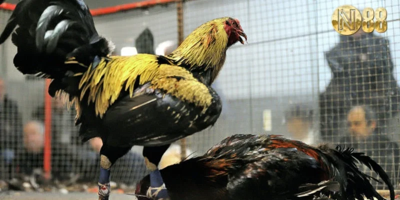 Tổng quan đá gà cựa sắt